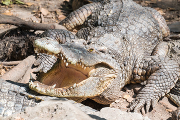 Dangerous crocodile open mouth