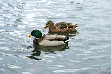 Ducs in cold water 2
