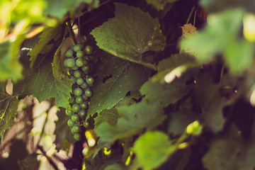 Grapes on a vine