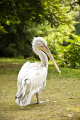 pelican (Pelecanus crispus)