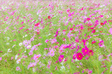 Obraz na płótnie Canvas Cosmos flowers swaying in natural field farm, tranquil scene.