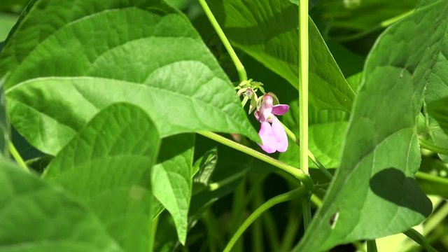 Blossom of the Black bean (Phaseolus vulgaris). Vinales valley, Cuba