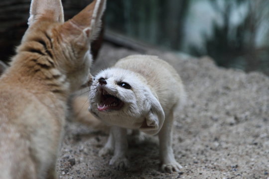 two desert foxes figth