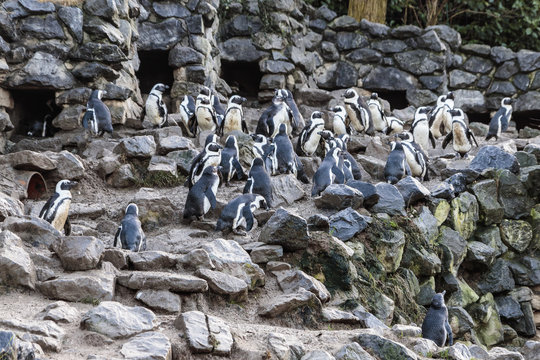 Zwartvoetpinguins (Spheniscus demersus)