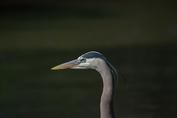 Great Blue Heron.  Head shot.  