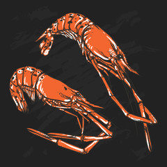 Vector illustration of a Shrimp set drawing on a black backgroun