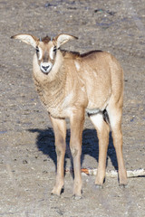 Antilope