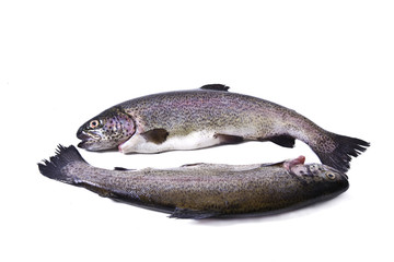 fish, fresh trout isolated
