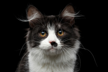Close-up portrait of cute Black with white Siberian Cat with spot on nose isolated black background, front view