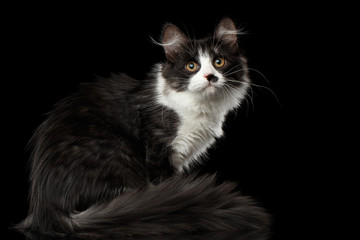 Playful Black with white Siberian Cat with spot on nose sitting with furry tail on isolated black background with reflection, Side view