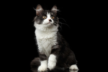 Obraz premium Playful Black with white Siberian Cat with spot on nose sitting on isolated black background with reflection, front view