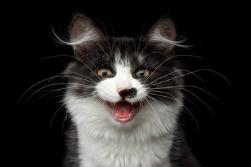 Close-up portrait of cute Black with white Siberian Cat with spot on nose meowing, isolated black background, front view