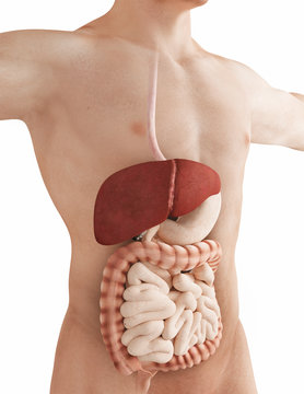 Organi interni, stomaco intestino fegato 