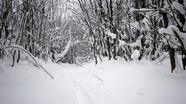 Winter Trip Through the Woods. Walking on a Path Inside a Forest Covered in Heavy Snow. Mountain Forest Landscape. Pov Rear View