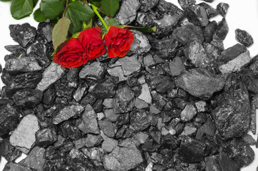 Coal background red roses