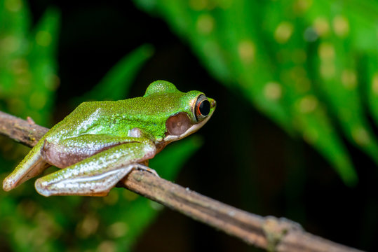 Green White-lipped Frog (Chalcorana labialis) looking and lean forward, stay still and quiet during the night on a brown hard stem, ready to jump position