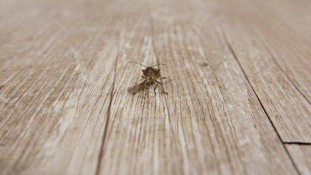 Macro shot of a bedbug on a piece of wood