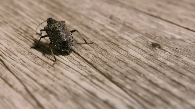 Macro shot of a bedbug on a piece of wood