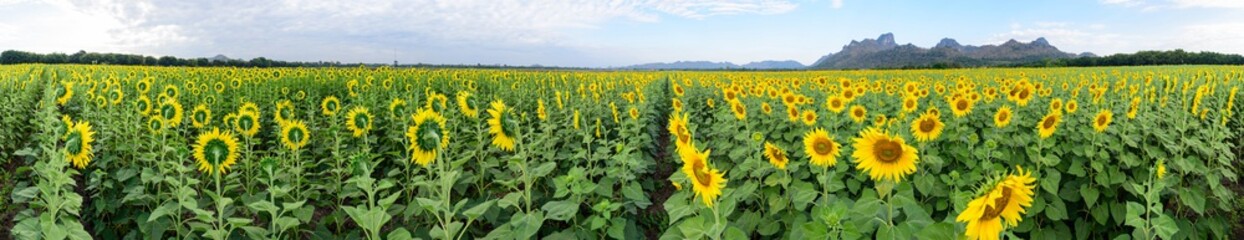 360 degree panorama of Sunflower field at the mountain