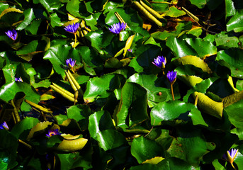 Water Lilies Background