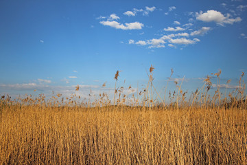 schilf am neuenburgersee,  schweiz 