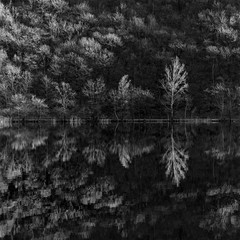 reflection in the lake monochrome medium format film