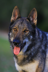 wolf dog
