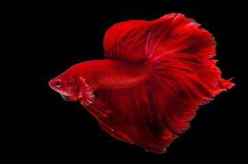 Rhythmic of Betta fish, siamese fighting fish betta splendens (H