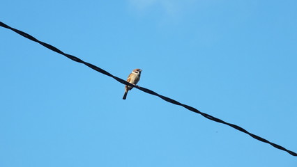Bird at the wire