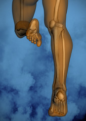 Human skeleton M-SK-POSE M4ay-05-10-tr50, 3D Model