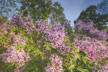 Flieder Landschaft Syringa
