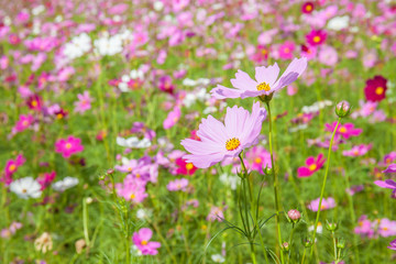 Obraz na płótnie Canvas Colorful pink cosmos blooming in natural field farmland.