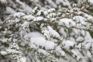 Snow and pine tree
