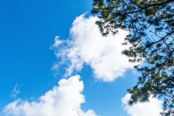 Fototapeta premium green leaves against blue sky