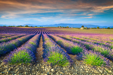 Spectacular lavender fields in Provence region, Valensole, France, Europe