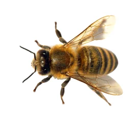 Photo sur Plexiglas Abeille Détail d& 39 abeille ou d& 39 abeille , Apis Mellifera
