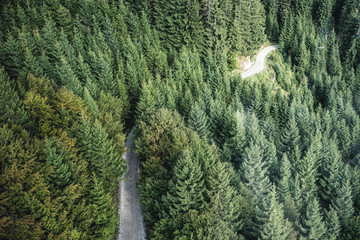 Fir forest view from above - beautiful nature of forest