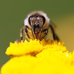 bee or honeybee in Latin Apis Mellifera