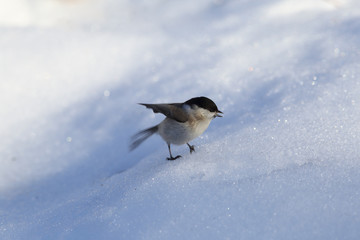 Little blackheads tit barely rises over the snow-covered slope of the ravine