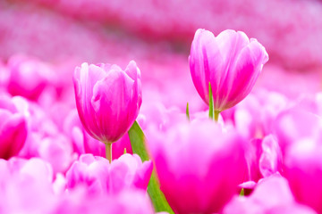 Fototapeta premium Pink tulip in garden