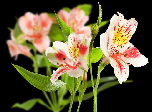 Image of beautiful flower close-up.