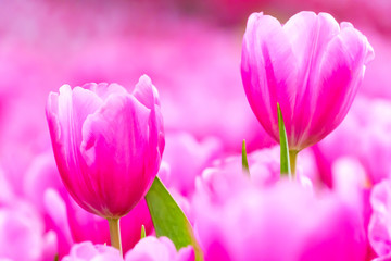 Obraz na płótnie Canvas Pink tulip in garden