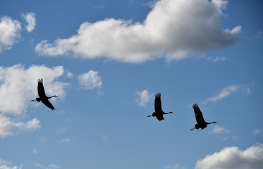 Kraniche fliegen