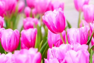 Obraz premium Pink tulip in garden