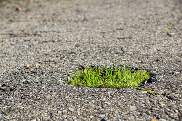 Green grass growing from the Asphalt, broken the force of Nature