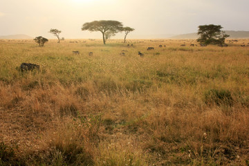 Serengeti Sunset