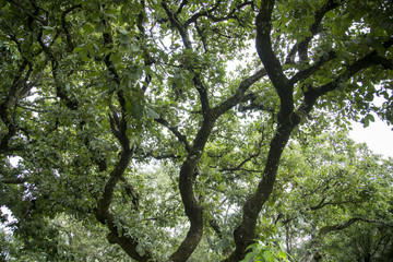 old place decorated in green areas