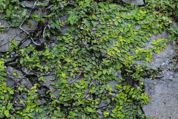 old place decorated in green areas