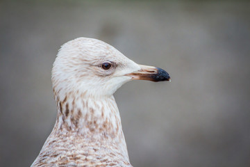 Sea gull