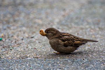 Sparrow with bread